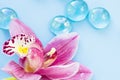 Spa and wellness setting with orchid flower, glass drops on wooden blue background closeup top view Royalty Free Stock Photo