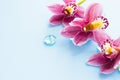 Spa and wellness setting with orchid flower, glass drops on wooden blue background closeup top view Royalty Free Stock Photo