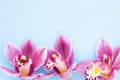 Spa and wellness setting with orchid flower, oil on wooden blue background closeup top view Royalty Free Stock Photo