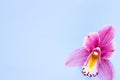 Spa and wellness setting with orchid flower, oil on wooden blue background closeup top view Royalty Free Stock Photo