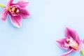 Spa and wellness setting with orchid flower, oil on wooden blue background closeup top view Royalty Free Stock Photo