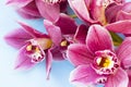 Spa and wellness setting with orchid flower, oil on wooden blue background closeup top view Royalty Free Stock Photo