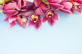 Spa and wellness setting with orchid flower, oil on wooden blue background closeup top view Royalty Free Stock Photo