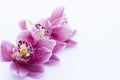 Spa and wellness setting with orchid flower, oil on wooden white background closeup top view Royalty Free Stock Photo