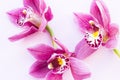 Spa and wellness setting with orchid flower, oil on wooden white background closeup top view Royalty Free Stock Photo