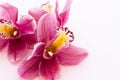 Spa and wellness setting with orchid flower, oil on wooden white background closeup top view Royalty Free Stock Photo