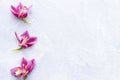 Spa and wellness setting with orchid flower, oil on wooden white background closeup top view Royalty Free Stock Photo