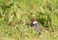 Spaanse Mus, Spanish Sparrow, Passer hispaniolensis