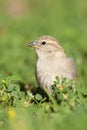 Spaanse Mus, Spanish Sparrow, Passer hispaniolensis