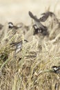 Spaanse Mus, Spanish Sparrow, Passer hispaniolensis