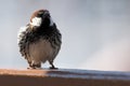 Spaanse Mus, Spanish Sparrow, Passer hispaniolensis