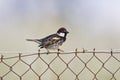 Spaanse Mus, Spanish Sparrow, Passer hispaniolensis