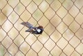 Spaanse Mus, Spanish Sparrow, Passer hispaniolensis