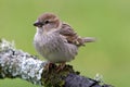 Spaanse Mus, Spanish Sparrow, Passer hispaniolensis