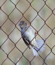 Spaanse Mus, Spanish Sparrow, Passer hispaniolensis