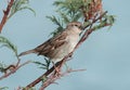 Spaanse Mus, Spanish Sparrow, Passer hispaniolensis