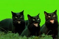 space copy cats screaming hissing banner green bright mouth open emotions expressive cats group cats black several background