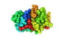 Space-filling molecular model of cathepsin K with a covalently-linked inhibitor. Rendering based on protein data