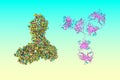Space-filling molecular model and crystal structure of the intact human immunoglobulin. 3d illustration