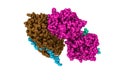 Space-filling molecular model of human collagenase-3 (MMP-13) with peptide from pro-domain. Rendering with differently Royalty Free Stock Photo