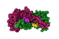Space-filling molecular model of human galectin-14, a sugar binding protein. Rendering with differently colored protein