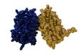 Space-filling molecular model of human interferon beta. Rendering with different protein chains based on protein data