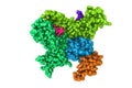 Space-filling molecular model of human interleukin-15 quaternary complex isolated on white background. Rendering with