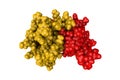 Space-filling molecular model of human interleukin-8. Rendering with differently colored protein chains based on protein