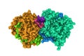 Space-filling molecular model of human myeloperoxidase isoform C. Rendering with differently colored protein chains