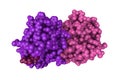 Space-filling molecular model of sugar binding protein - human galectin-2 (dimer) on white background. Rendering