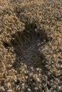 Space Gape Field Wheat Above Copy Harvest Agriculture Center Text