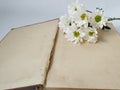 Template white flower on opened old book space for the text on white background Royalty Free Stock Photo