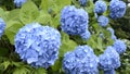 Spaced blue hydrangea