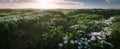 Spacious fresh grass landscape in beautiful morning light.