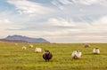 Spacious green meadows with grazing lovely fluffy sheep. mountains in the background and a very beautiful sky with clouds. Calm si