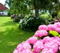 Spacious home garden with meadow and many hydrangea bushes in full bloom