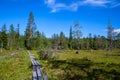 The spacious marshy meadow in the taiga intersects with a wooden tourist trail. The swamp is covered with vegetation. The spruce