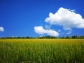Spacious paddy fields, rice stalks, golden yellow. Bright green rice leaves. The sky is bright blue and white clouds. Rice fields Royalty Free Stock Photo
