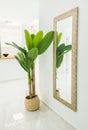 Spacious stylish large hallway with mirror hanging on the wall tall green houseplant fragment of open kitchen. Marble floor Royalty Free Stock Photo