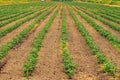 Spacious vegetable garden in late summer: beds with vegetables Royalty Free Stock Photo