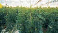 Spacious warmhouse with even rows of tomato seedlings