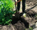 With a spade digs a large pit for planting a tree