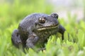 Spade foot toad - Pelobates fuscus Royalty Free Stock Photo