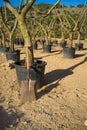 Spade in a olive tree nursery Royalty Free Stock Photo