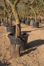 Spade in a tree nursery Royalty Free Stock Photo
