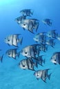 Spadefish Royalty Free Stock Photo