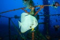Spadefish (Batfish) being cleaned by cleaner wrasse underwater