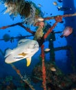 Spadefish being cleaned