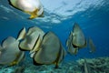 Spadefish and ocean Royalty Free Stock Photo