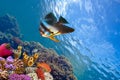 Spadefish and ocean in the Red Sea Royalty Free Stock Photo